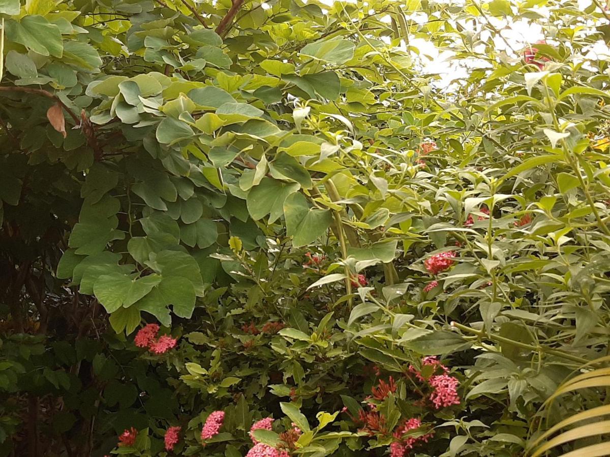 Les Hibiscus Lejlighed L'Anse Noire Eksteriør billede